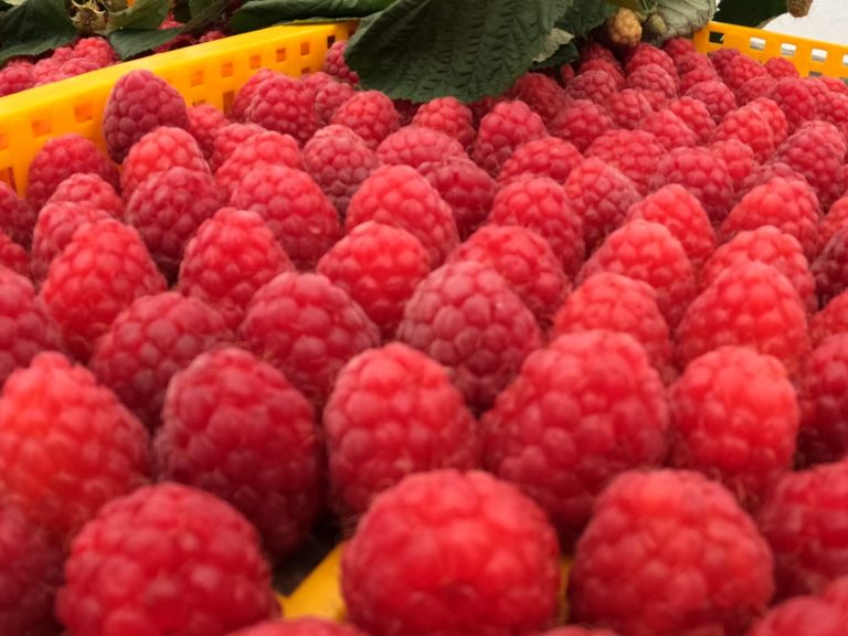 Dan maline 2023 -2 Dan maline 2023 -2