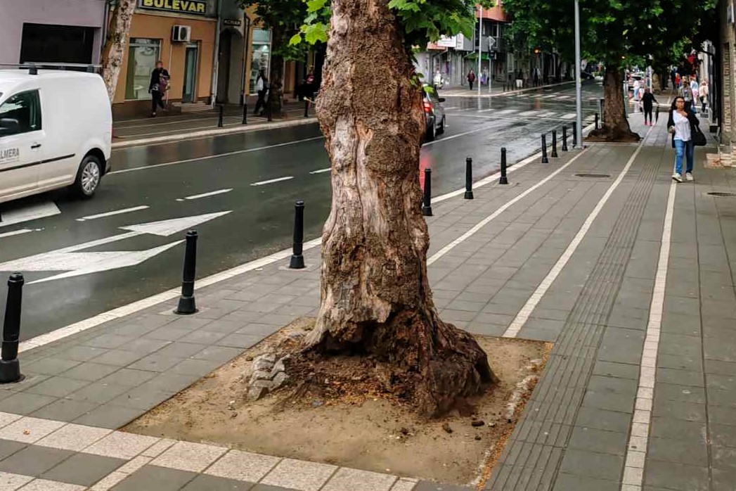 Osušen i truo platan